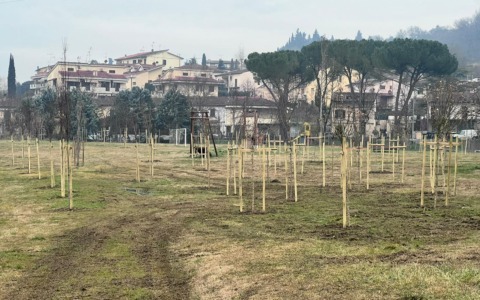 Plures Alia pianta 61 alberi nel parco di Baccaiano