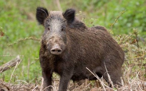 Aumentano gli avvistamenti di cinghiali a Campi Bisenzio