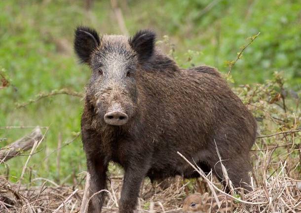 Aumentano gli avvistamenti di cinghiali a Campi Bisenzio