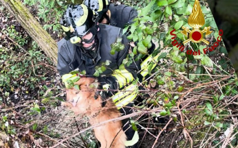 Cane cieco scomparso per due giorni: recuperato dai vigili del fuoco