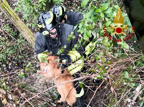 Cane cieco scomparso per due giorni: recuperato dai vigili del fuoco