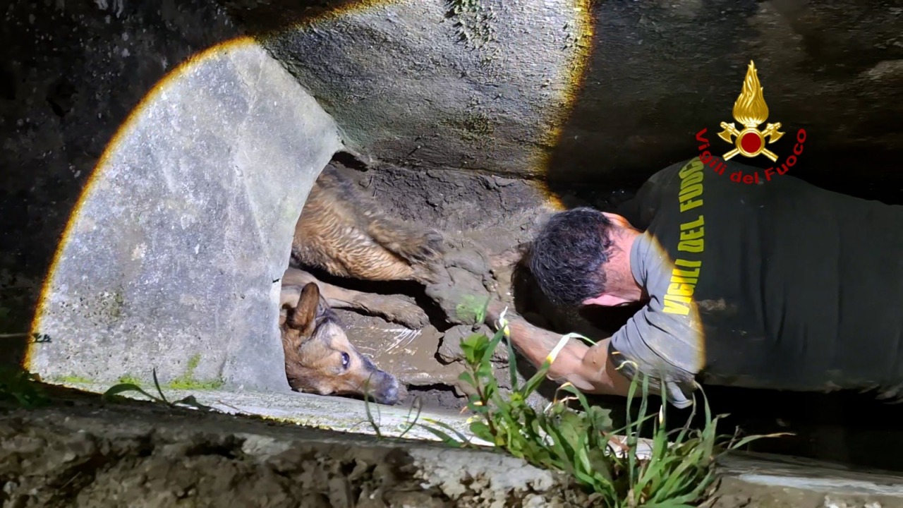 Cane intrappolato in un tubo, intervento dei Vigili del Fuoco