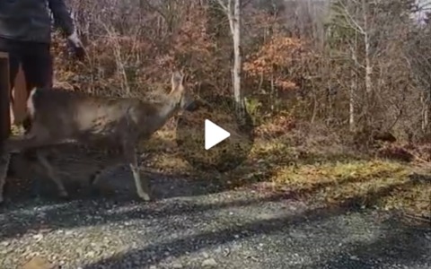 Catturati 18 caprioli nell’area dell’autodromo del Mugello – GUARDA I VIDEO –