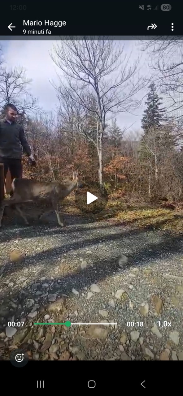 Catturati 18 caprioli nell’area dell’autodromo del Mugello – GUARDA I VIDEO –