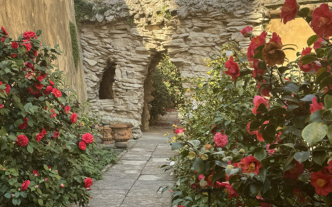 Il Giardino delle Camelie di Boboli riapre al pubblico