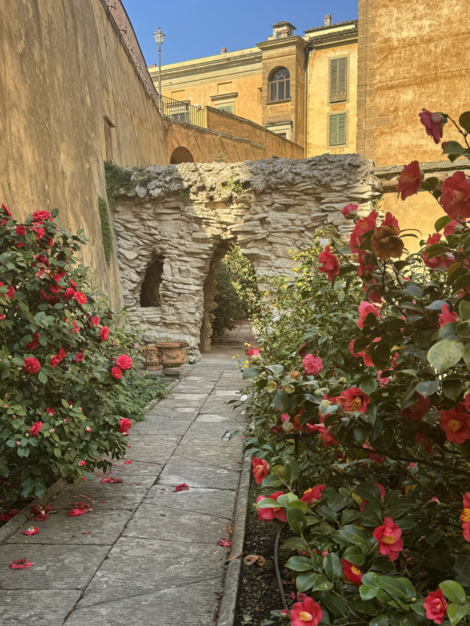 Il Giardino delle Camelie di Boboli riapre al pubblico