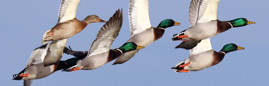 Scoperto un focolaio di aviaria a Campi Bisenzio, abbattuti 1.000 volatili