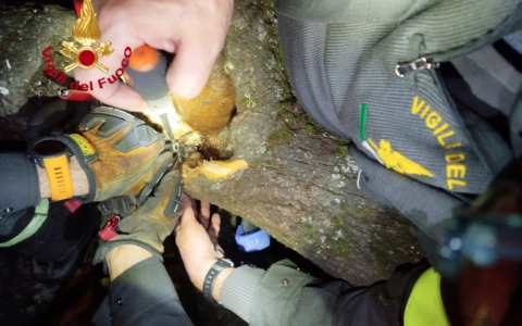 Vigili del fuoco salvano uno scoiattolo a Firenze dopo un intervento delicato