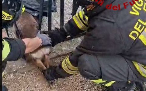 Capriolo rimane incastrato nel cancello del cimitero di Vinci