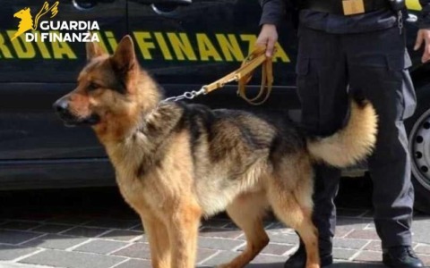 Cocaina nascosta in ‘prosciutti’ e ‘birre’: smantellata rete di traffico da Parma a Toscana