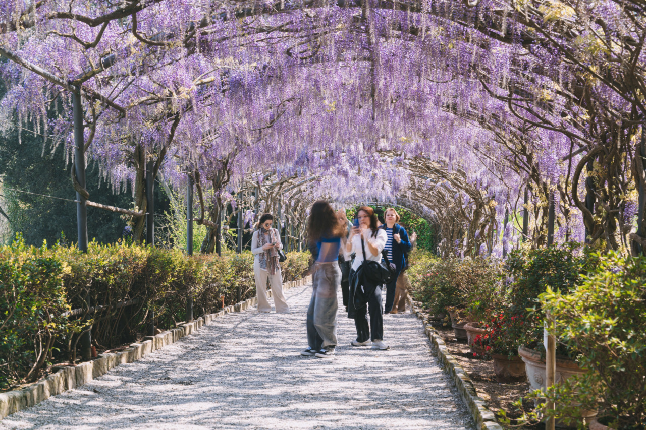 Il glicine del Giardino Bardini in fiore, un incanto di primavera
