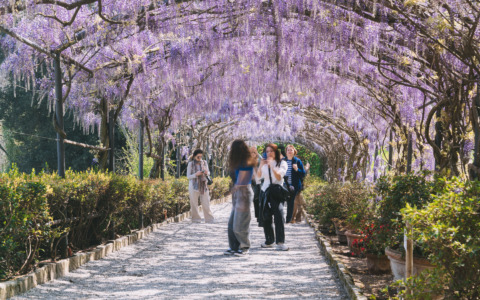 Il glicine del Giardino Bardini in fiore, un incanto di primavera