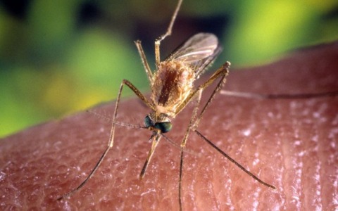 Segnalato un caso di dengue a Scandicci, avviata disinfestazione