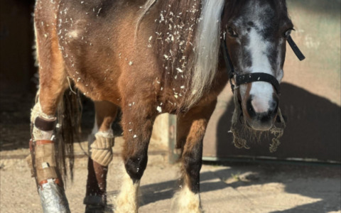 Solidarietà per Lilli, la pony che ha ricevuto una nuova vita grazie a una protesi
