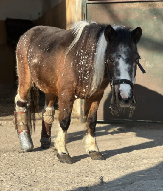 Solidarietà per Lilli, la pony che ha ricevuto una nuova vita grazie a una protesi